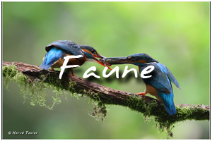 Accder  la galerie photos de faune