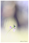 Cliquer pour afficher la photo