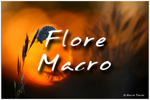 Accder  la galerie photos de macro